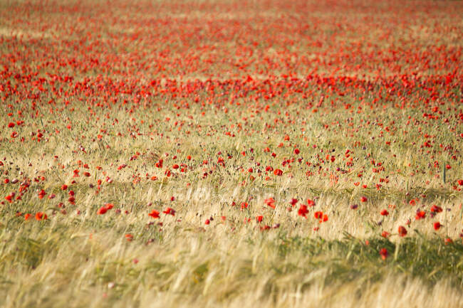 Красивое красное маковое поле — стоковое фото