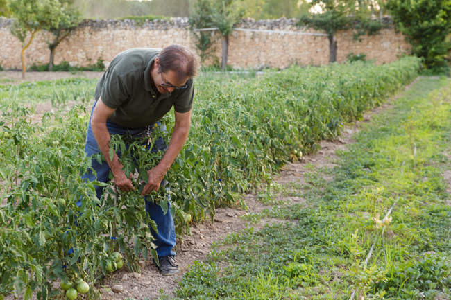Человек в саду осматривает урожай зеленых помидоров — стоковое фото
