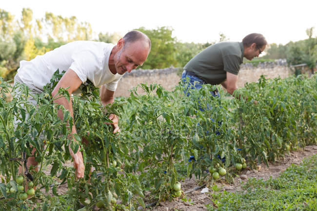 Двоє чоловіків оглядають урожай зелених помідорів в саду — стокове фото
