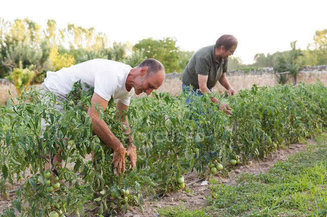 Deux hommes travaillant dans le jardin et inspectant la récolte des tomates vertes — Photo de stock