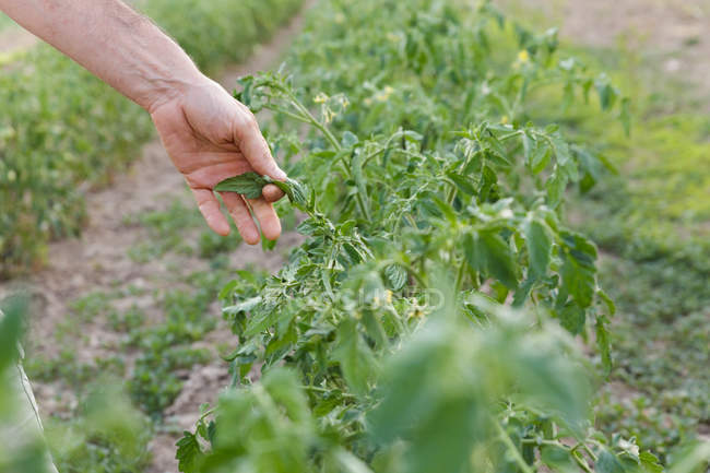 Кукурудзяна рука вириває листя помідорів в саду — стокове фото