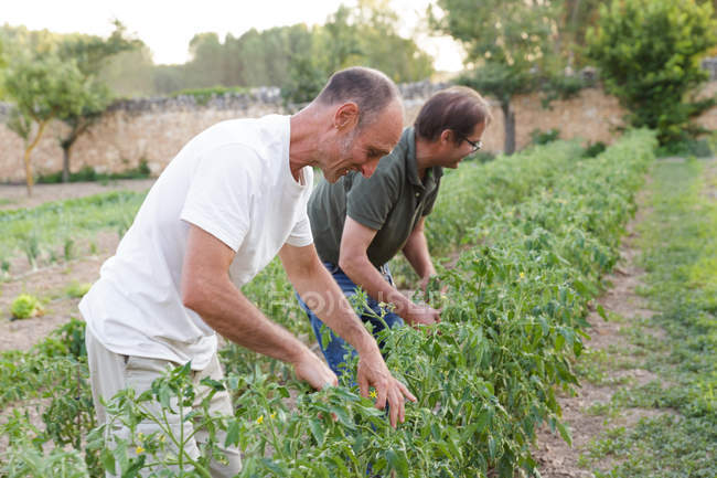 Vista lateral de los hombres que trabajan en el jardín e inspeccionar la cosecha de tomates verdes - foto de stock
