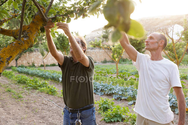 Dos hombres cosechando manzanas verdes del árbol - foto de stock
