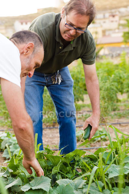 Men harvesting zucchini squashes at garden — Stock Photo