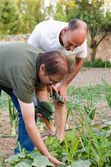 Ältere Männer ernten Zucchini-Kürbisse im Garten — Stockfoto
