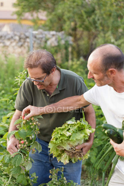 Men holding harvest of vegetables in hands and inspecting raspberry — Stock Photo