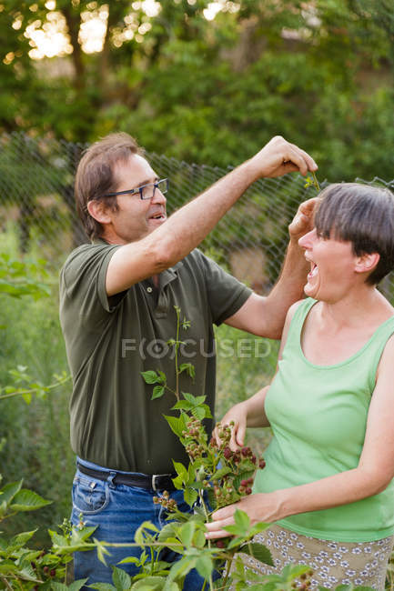 Pareja madura divirtiéndose mientras inspecciona arbustos de frambuesa - foto de stock