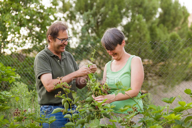 Зрелая пара заботящаяся о малине и улыбающаяся в саду — стоковое фото