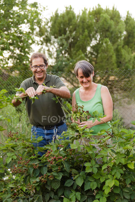 Mature couple collecting raspberries and smiling in garden — Stock Photo
