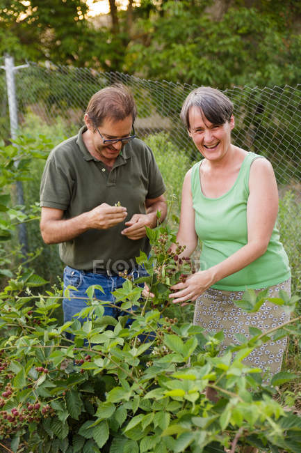 Cheerful mature couple collecting raspberries in garden — Stock Photo