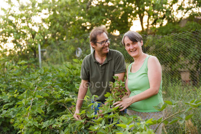 Alegre pareja madura recogiendo frambuesas en el jardín - foto de stock