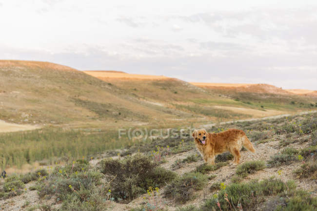 Panoramic shot of countryside with dog Golden Retriever — Stock Photo