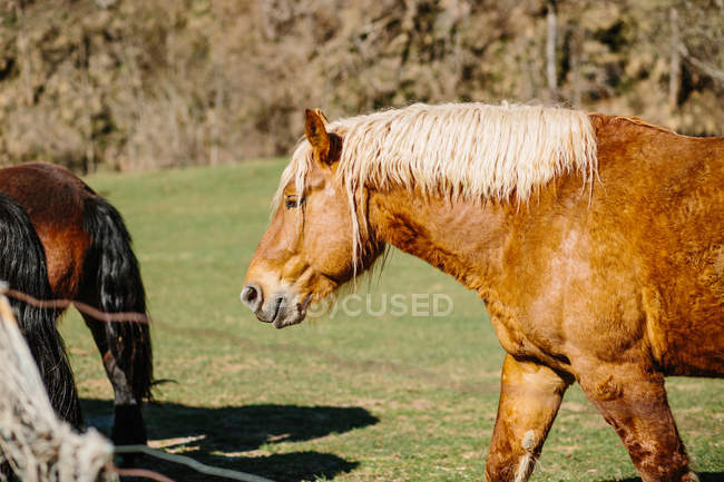 Cavalli in piedi nel prato — Foto stock