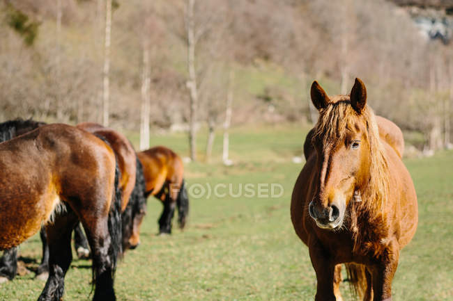 Horses standing in meadow — Stock Photo