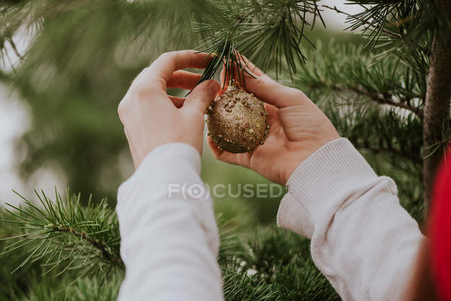 Crop image of female hands decorating green fir tree with bauble — Stock Photo