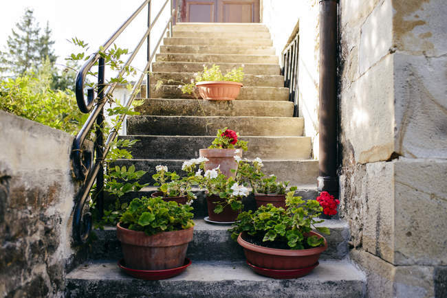 Topfblumen auf Treppen — Stockfoto
