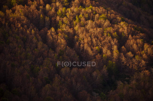 Woods lighted by sunset — Stock Photo