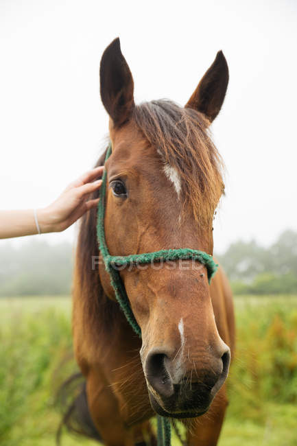 Ernte weibliche Hand berührt Pferd — Stockfoto
