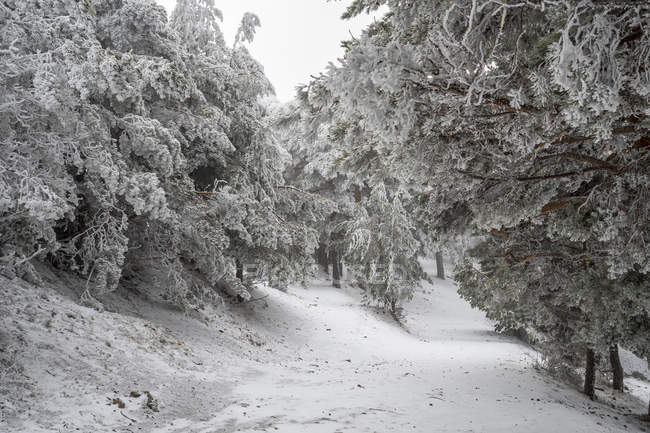 Снежный пейзаж Мадрида — стоковое фото
