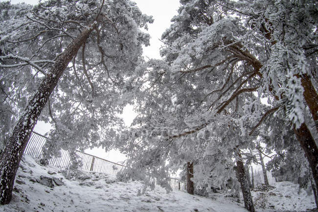 Snowy landscape of Madrid — Stock Photo