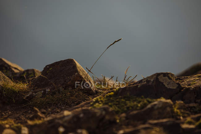 Moos und Felsbrocken bei Montseny — Stockfoto