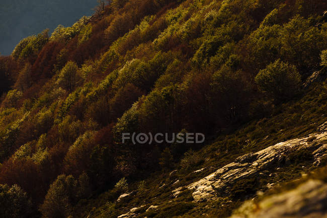 Wald am Berghang — Stockfoto