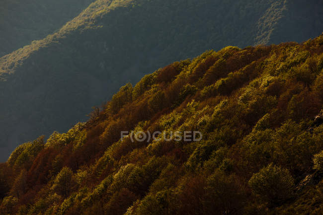 Bosques em declive de montanha — Fotografia de Stock