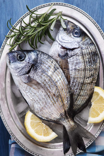 Zwei frische Fische mit Zitrone und Rosmarin — Stockfoto