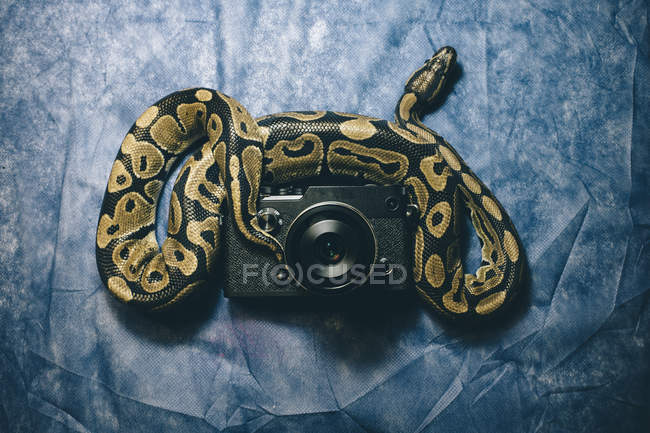 Big snake lying on vintage camera — Stock Photo