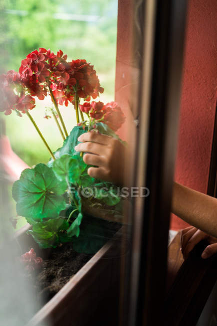 Femme avec des fleurs à la fenêtre — Photo de stock