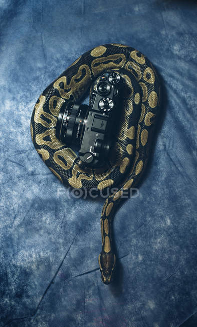 Big snake lying on vintage camera — Stock Photo