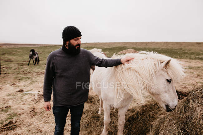Homem acariciando icelandic cavalo selvagem — Fotografia de Stock