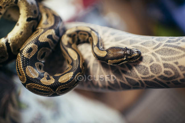 Big scary snake clasping on tattooed arm — Stock Photo