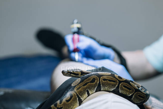 Змея-питон на ноге над татуировкой на заднем плане — стоковое фото