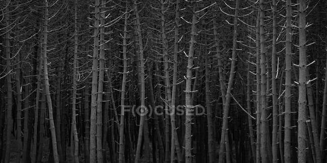 Вид з повітря на засніжений ліс — стокове фото