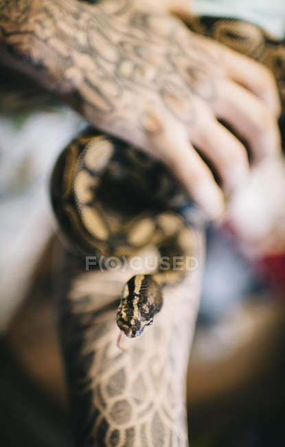 Snake creeping along tattooed hand — Stock Photo