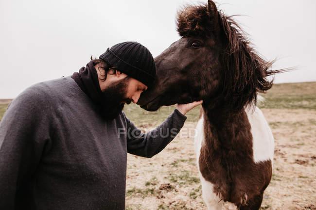 Чоловік погладжує ісландського дикого коня — стокове фото