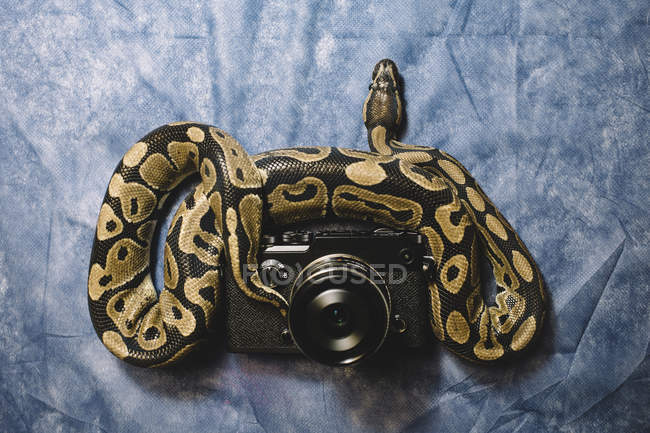 Большая змея лежит на винтажной камере — стоковое фото