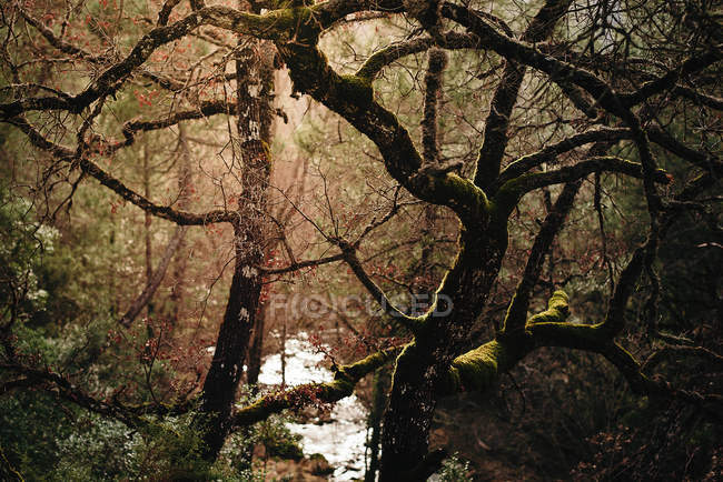 Deep thick forest — Stock Photo