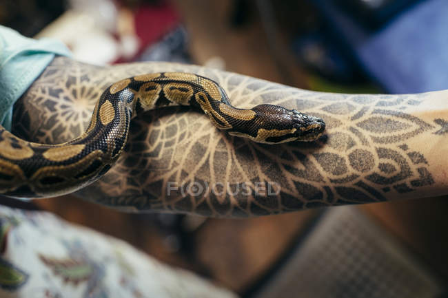 Snake creeping on male arm with tattoo — Stock Photo