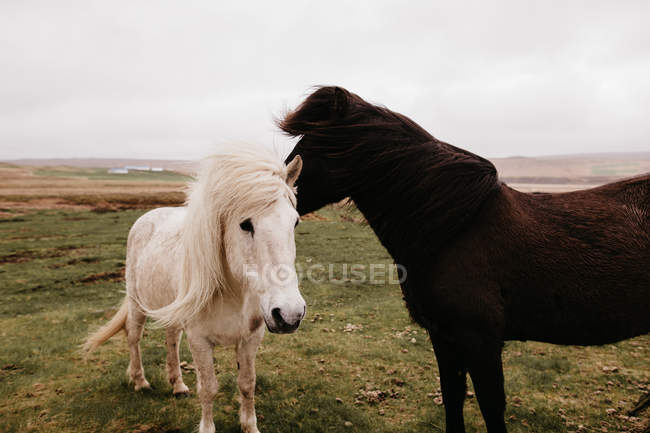Zwei schöne Pferde auf der Ebene — Stockfoto