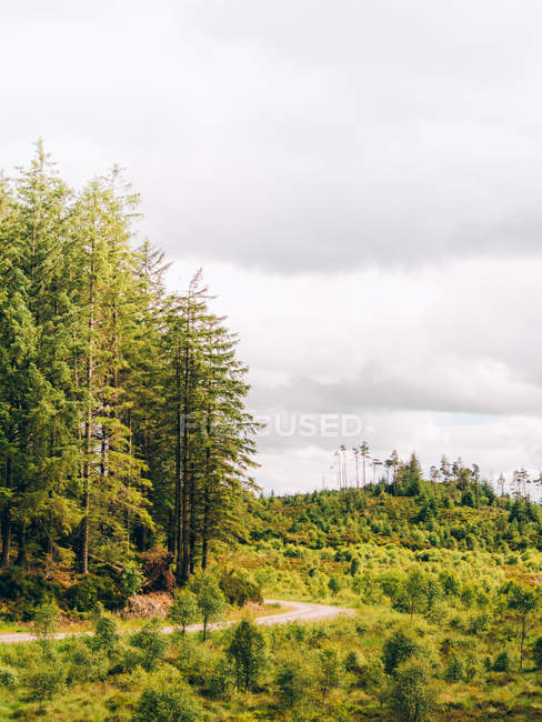 Сельская дорога в лесу — стоковое фото