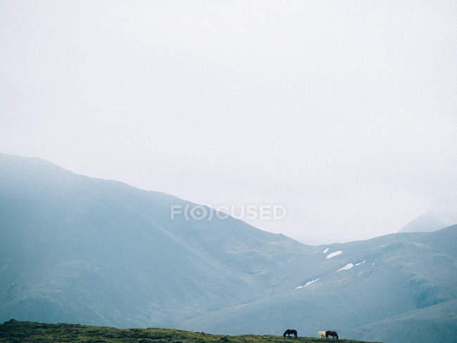 Grazing horses over green hills — Stock Photo