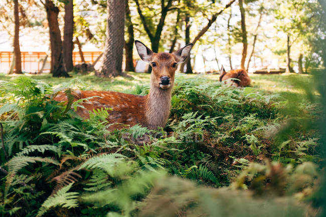 Deer figurine placed in the park — Stock Photo