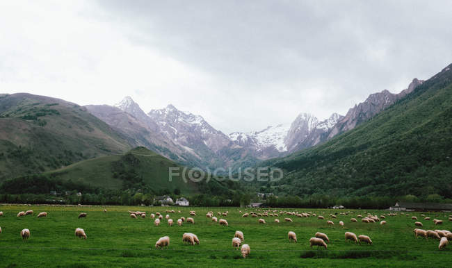 Pastoreio de ovelhas em prado de montanha verde — Fotografia de Stock