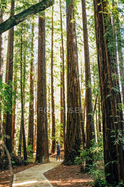 Человек, стоящий среди лесов Секвойи — стоковое фото