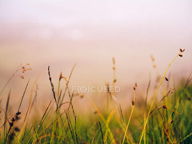 Сушена трава в полі — стокове фото