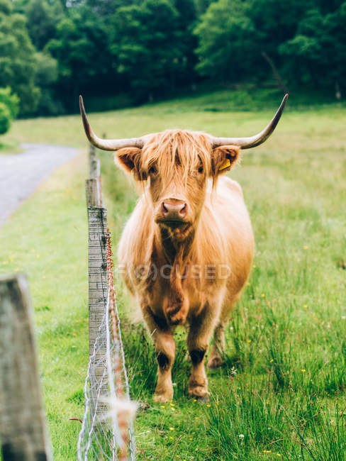 Bull standing by fence — Stock Photo