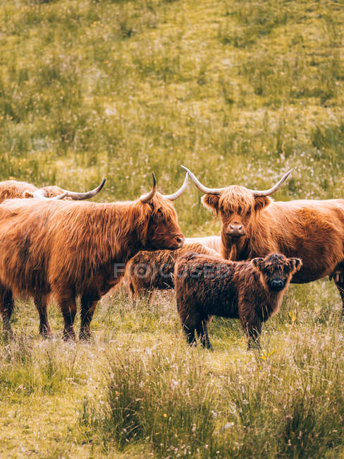 Grupo de toros Longhorn de pie en el campo - foto de stock