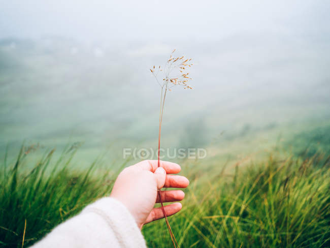 Рука тримає суху траву — стокове фото